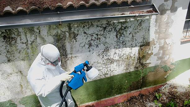 Trusted Mold Remediation service in Glendale, AZ - Cheap Mold Removal